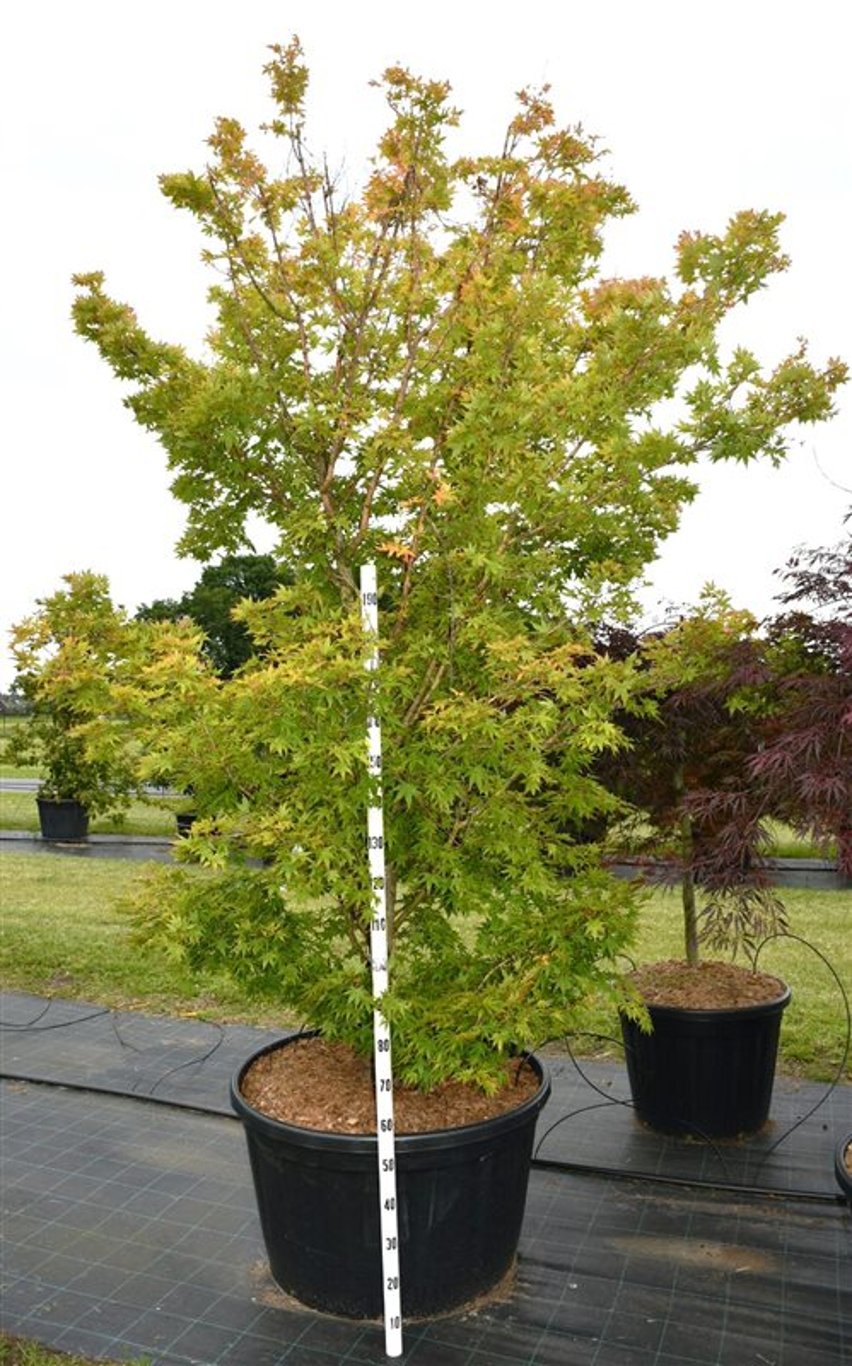Acer pal. 'Sangokaku' - C250 275-300 CM